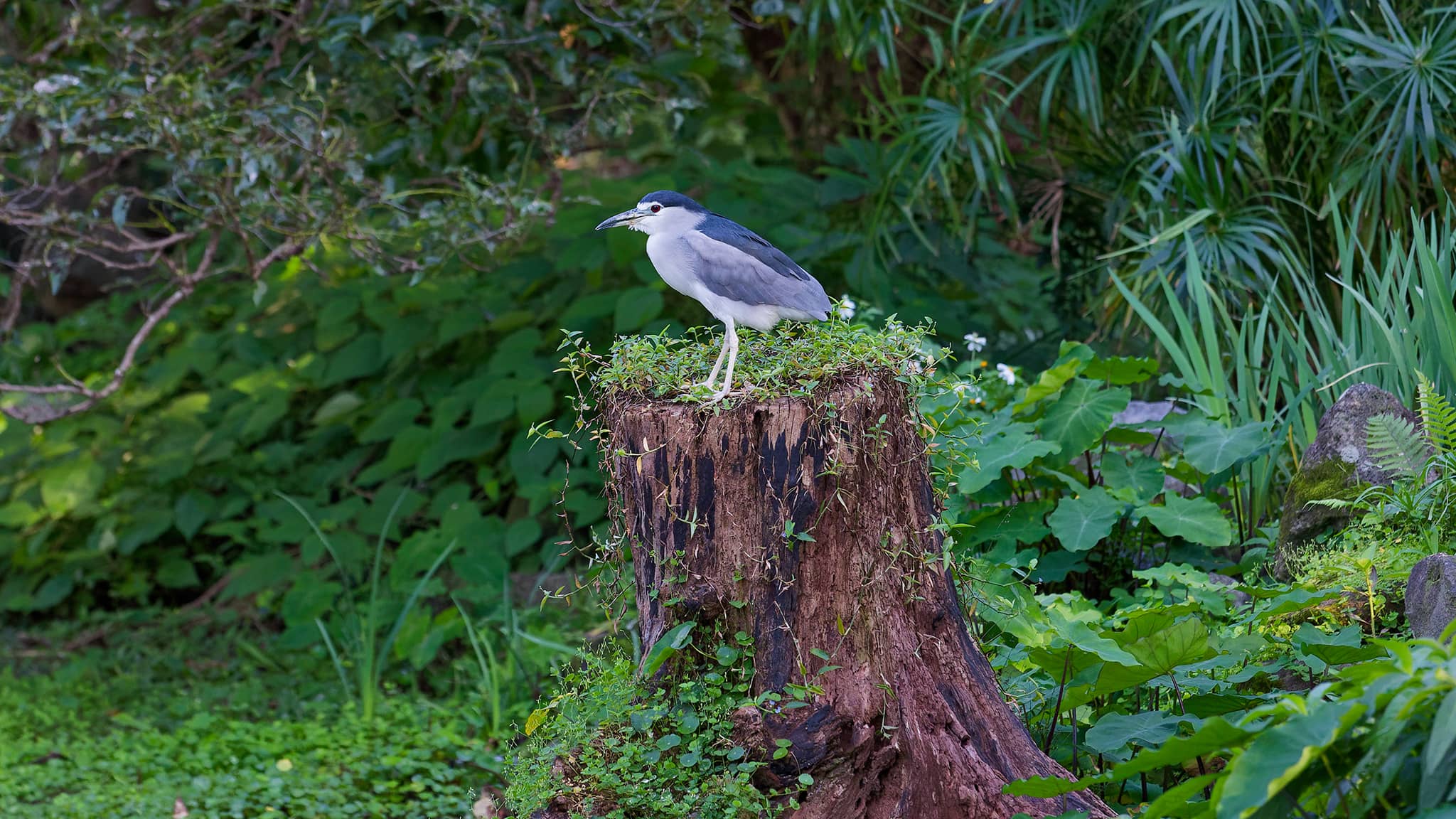 01 - Tapei (113) Da an Park.jpg